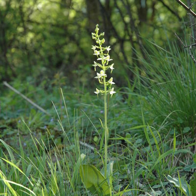 Die Zweiblättrige Waldhyazinthe (Plathantera bifolia)